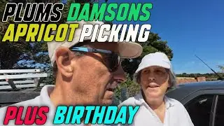 Plums Damsons Apricot Picking and a Birthday