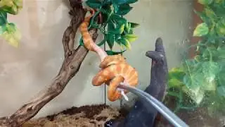 Beautiful Amazon Tree Boa Neonates (Feeding and a bit of info)