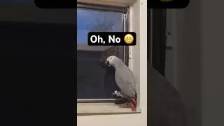 Suck Bird™
