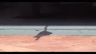 Wing-flapping Bird Shadow