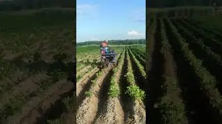 Окучивание картофеля дисками, МОТОБЛОК МТЗ 