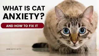 Does Your Cat Have Cat Anxiety?