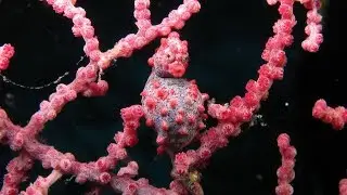 Seahorses for Kids with Pronunciation (and Photos)