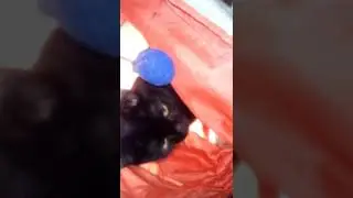 Небольшая информация о моём котенке.😺😺😺