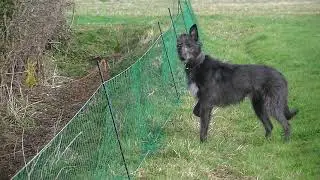 Rabbit Catching Part 1 - East Anglian Pest Control
