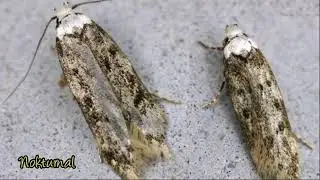 Keanekaragaman Hewan Tingkat Rendah || Kelompok 3A Biodiversitas