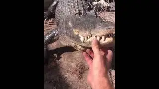 İnsanlar ile Hayvanlar Arasındaki Sevgi ve güven - Love and Trust Between Humans and Animals