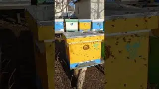 Конец зимы! 19 декабря. 