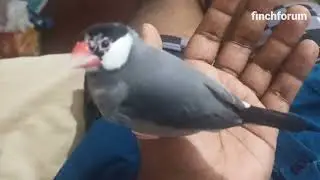 Hand Tamed Java sparrow  | bird head massaging | tamed finch | JAVA SPARROW