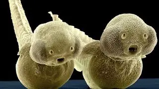 A FANTASTIC MICROCOSM BEYOND THE CAPABILITIES OF THE HUMAN EYE