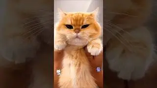 Cat videos cute cats kittens 😻🐾