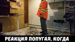 Ма цаладелла цунг))
