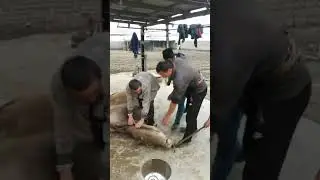 Биринчи марта мол сойган бола