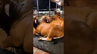 Young red bulls are taking rest in their pens at Brownie's Ranch