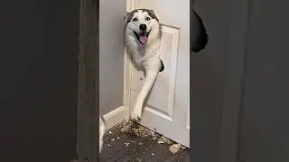 Normal dogs vs Huskies🤣🐕