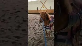 Gracie just started half passing she special 😋