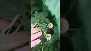 Малина Жёлтый гигант.