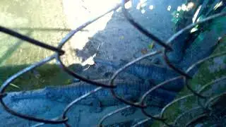 Gharial Conservation Centre || Phuntsheiling || Country OF BHUTAN