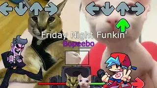 Floppa vs Bingus?! But its Friday Night Funkin' (Full Version) (FNF Week 1 Bopeebo)