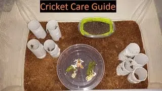 Feeder Cricket care guide and tips- EASY