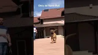💥4 months old Presa Canario male