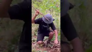 Wild boars are disturbing