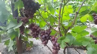 Виноград Лорано, Памяти учителя,Байконур,Академик,Каталония 2020