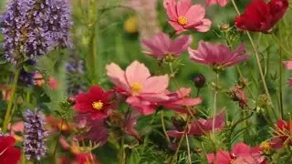 Planting Flowers Amongst Vegetables for Beauty 