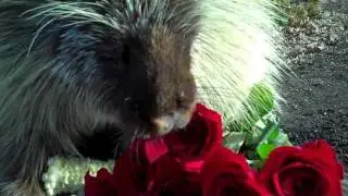 Teddy Bear, the porcupine, loves Valentine's Day treats - With Desktop Subtitles!
