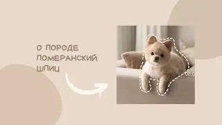 о породе шпиц| плюсы и минусы| описание породы|