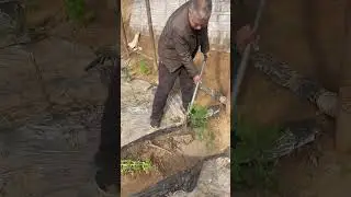 Plant residual roots remover- Good tools and machinery can increase work efficiency