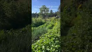 Loving the garden this year. Join me for harvesting and preserving all this bounty. #gardening