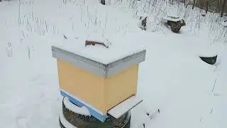 Зимовка пчёл 2021-2022. Влага в Улье. Дотация Пчёлам. Половина Зимовки Позади.