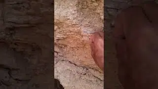 начало палеонтология
