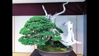 ❷ 2nd SUIRYOKU BONSAI EXHIBITION ・第2回翠緑盆栽展 2023