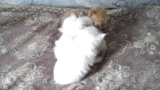 Котята