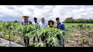 EQUIPO DE INVESTIGACIÓN EN PAPAYA, UNIVERSIDAD NACIONAL DE COLOMBIA