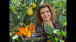 Стрелиция или “Райская птица”  мой опыт )))