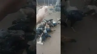tenho que fazer mais cocho