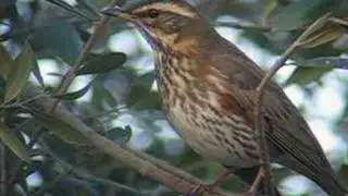 ZORZAL ALIRROJO / REDWING (Turdus iliacus)
