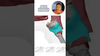 Дыхательная система путь воздуха до гортани #shorts #гортань #анатомиячеловека #дыхательнаясистема