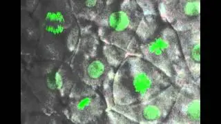Zebrafish development - Danio rerio