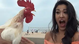 Cock Prank!