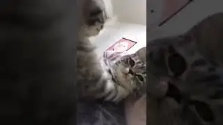 POV : Moi qui ... hésite sur mon humeur du jour !