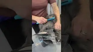 Ох как не понравилась эта затея котику 😀 