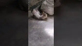 So cute