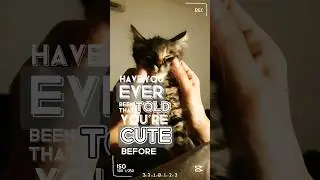 Do You Think Our Kitten Is Cute?  😹 #rescuekitty #kitten #cat #catshorts