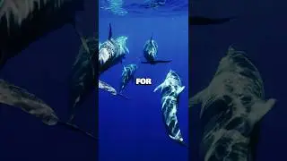 How Dolphins Communicate 🐬🗣 | Animal Facts