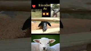 What is female sheep called