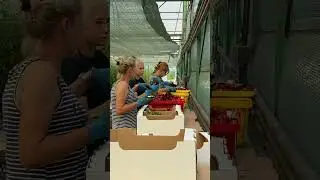 Перебор черри #organicfarming #кубанамаркет #производство #томатныйсок #фабрика #farming #tomato